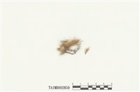 藏品(羽苔屬)的圖片